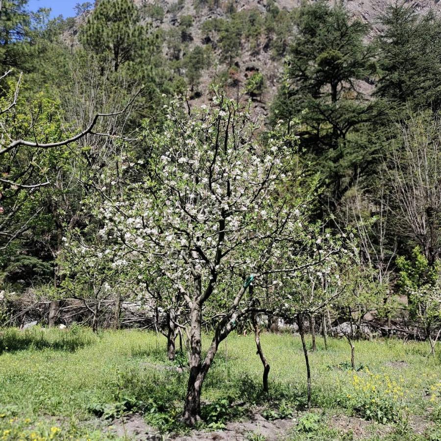 Отель The Royal Orchard Касоль Экстерьер фото