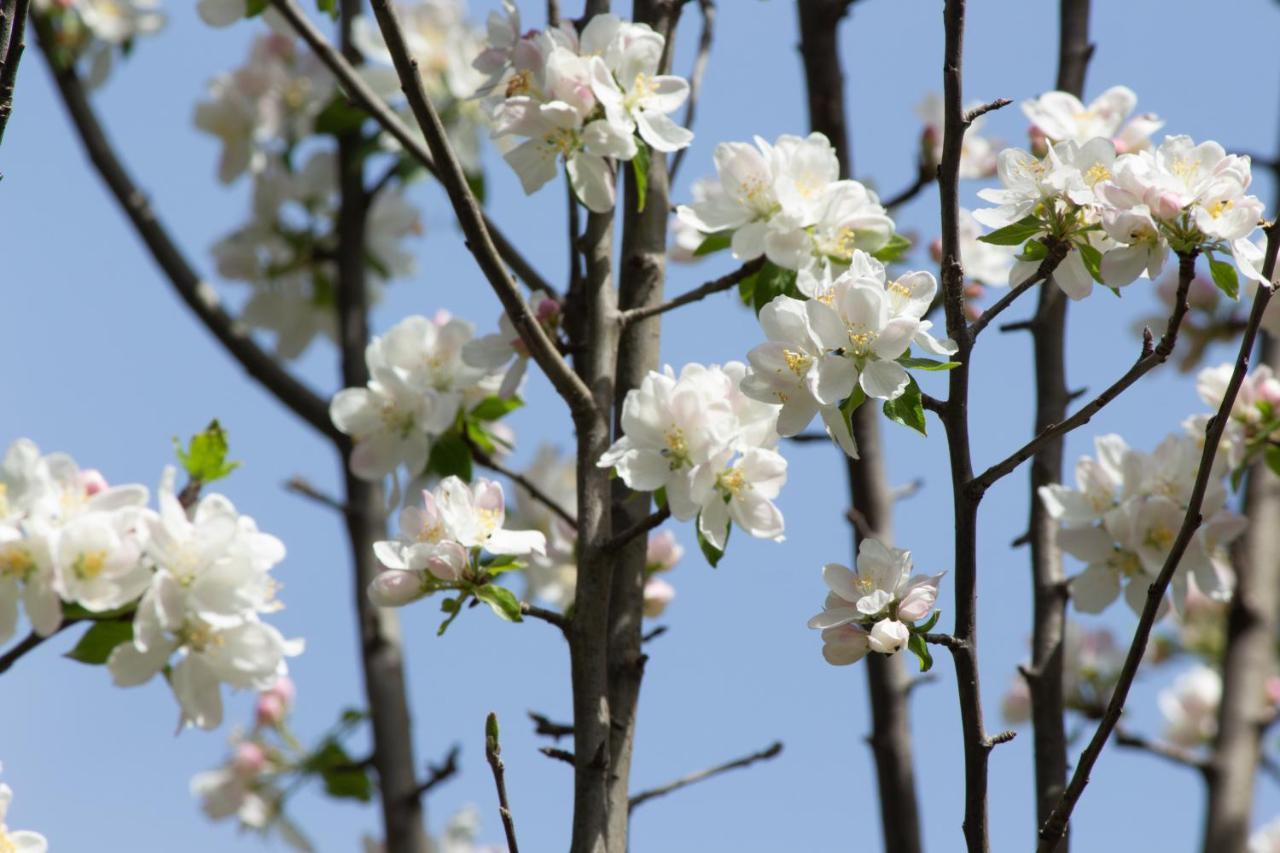 Отель The Royal Orchard Касоль Экстерьер фото